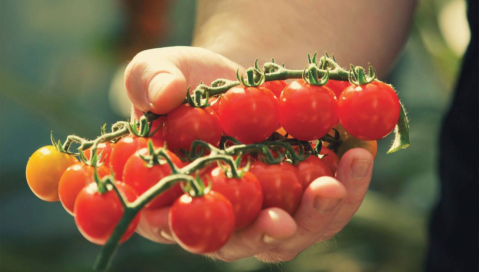 Томат "клюква в сахаре" - отзывы покупателей. выращивание и уход за сортом томатов "клюква в сахаре"