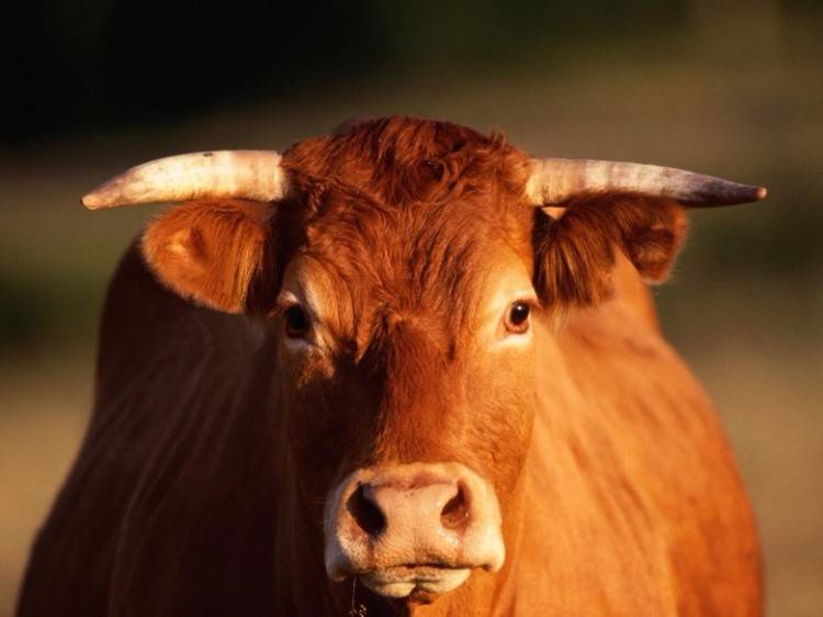 Красная степная порода коров – характеристика буренок, входящих в топ самых молочных