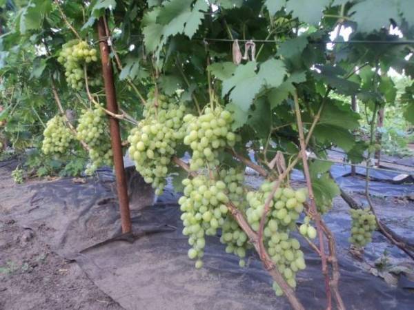 Виноград сорта столетие — для истинных любителей кишмиша