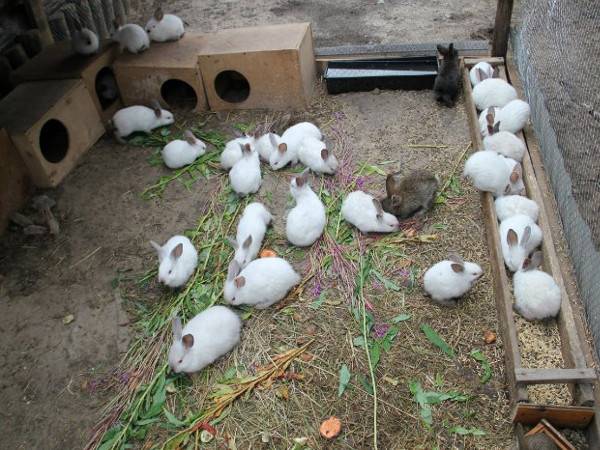 Условия для содержания и питание кроликов зимой на улице