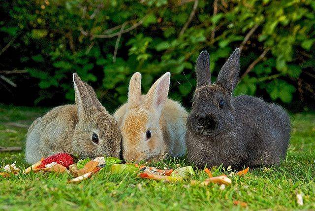 Чем нельзя кормить кроликов: что важно знать