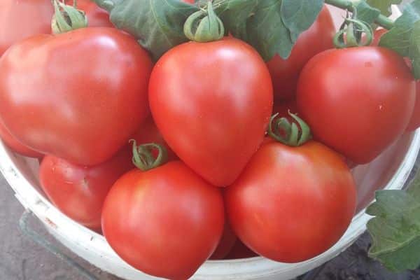 Необычный томат сахар зеленый: подробное описание, способ выращивания, отзывы