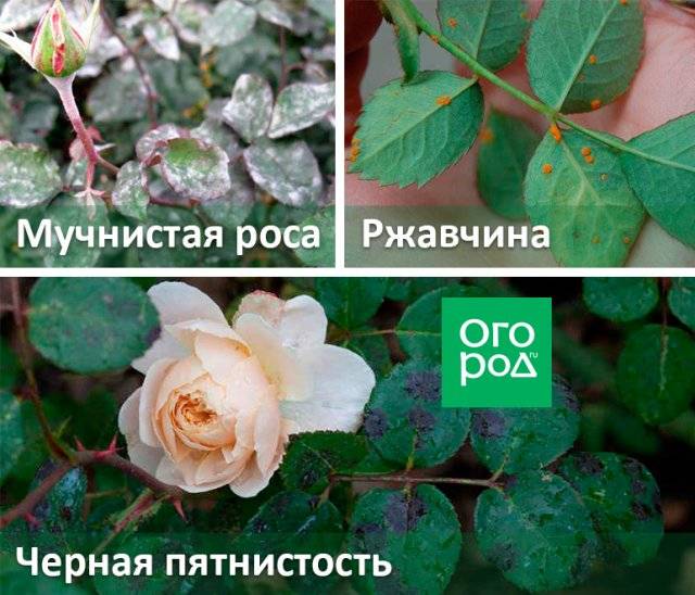 Мучнистая роса на розах: варианты лечения