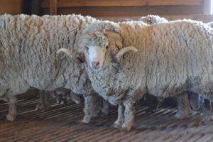 Молочные породы овец: список пород для разведения