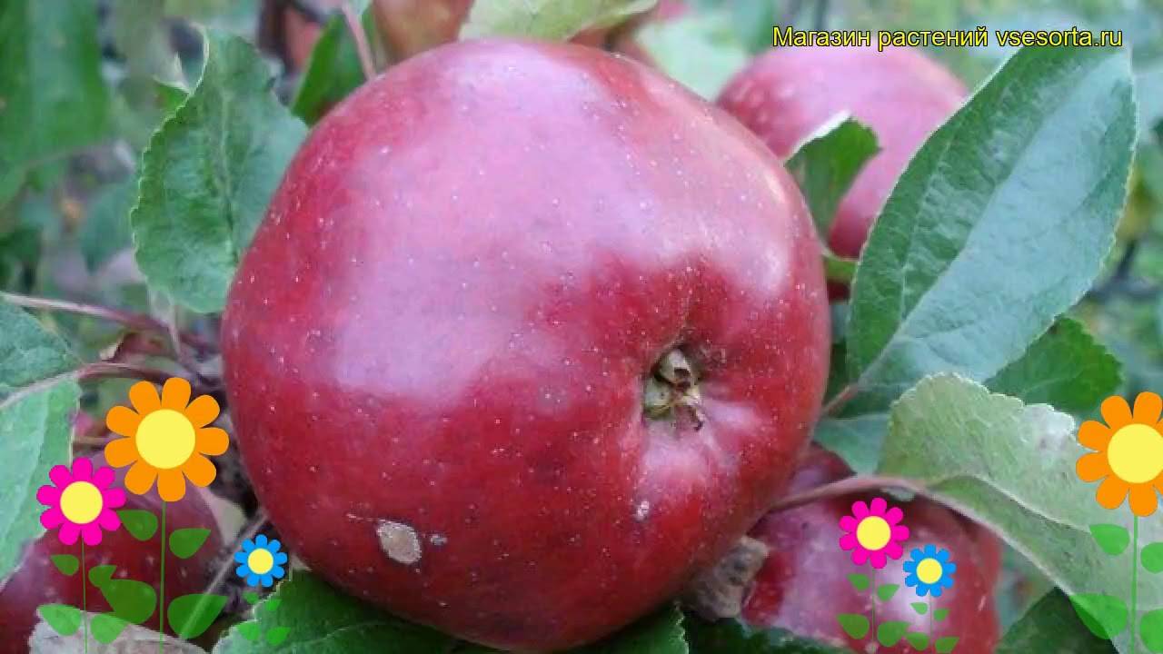 Описание и характеристики яблони сорта Ауксис, посадка, выращивание и уход
