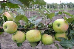 Поздние сорта яблонь для россии, украины и белоруссии