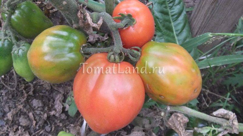 Томат сам растет: характеристика и описание сорта, урожайность с фото
