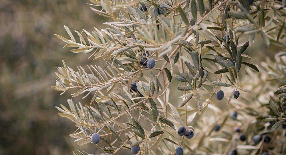 Олива европейская – плодоносящее дерево у вас дома
