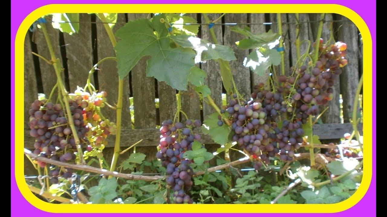 Обработка винограда до и после распускания почек