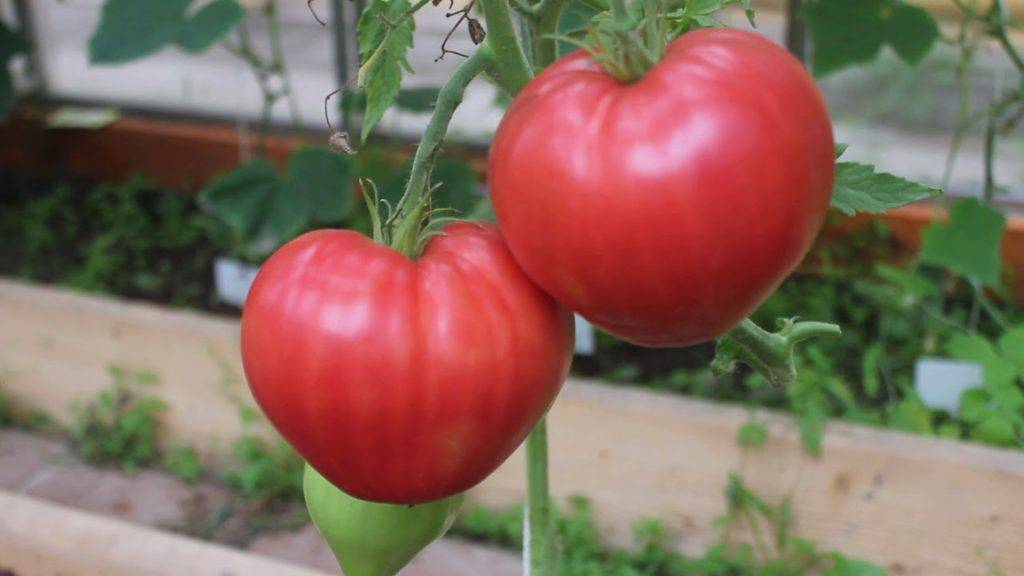 То, что нужно для сибирского климата – сорт томата «иваныч» f1: происхождение и описание помидора