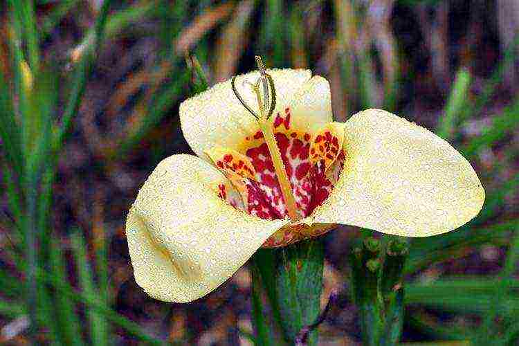 Цветок тигридия павлинья – посадка, выращивание и уход в открытом грунте, сорта, фото