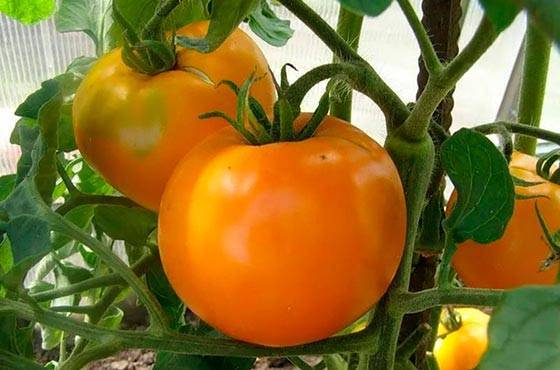Томат красотка f1: характеристика и описание сорта, его урожайность с фото
