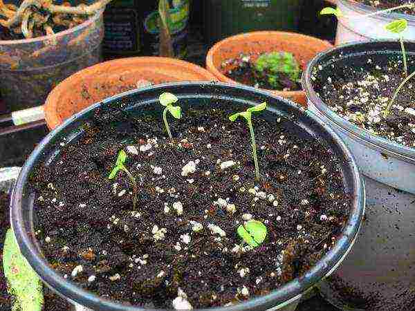Базилик: выращивание из семян в открытом грунте и на подоконнике