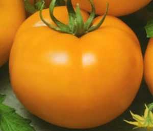 Описание сорта томата северная королева, особенности выращивания и ухода