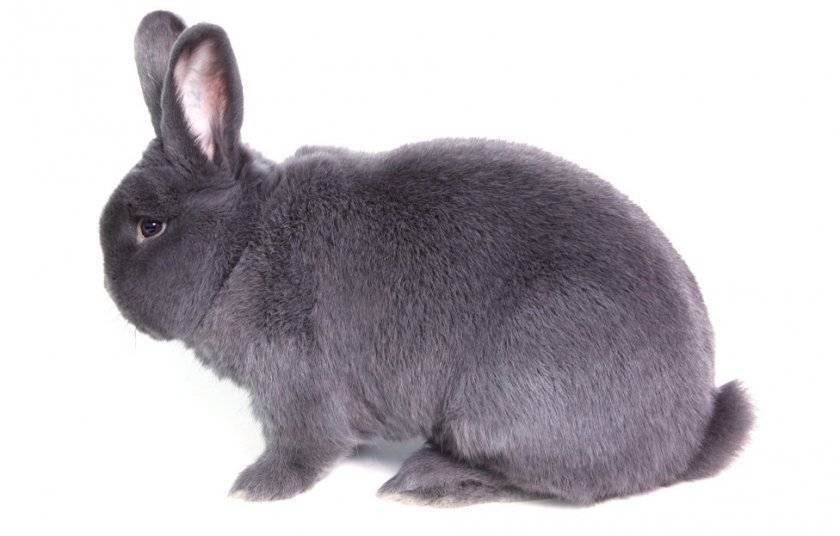 Венский голубой кролик: описание породы и характеристики
