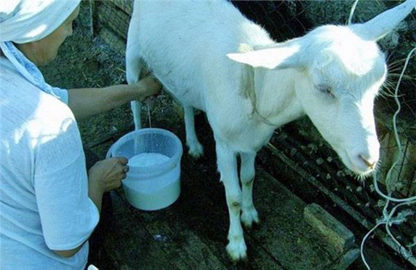 Как доить козу после окота?