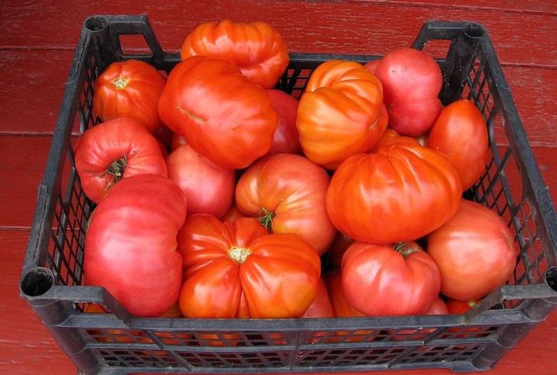 Сорт томатов сто пудов