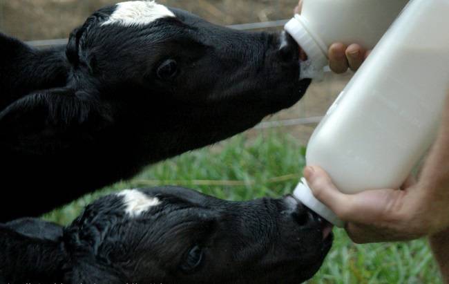 Витамины для коров: какие элементы нужны для полноценной жизни крс