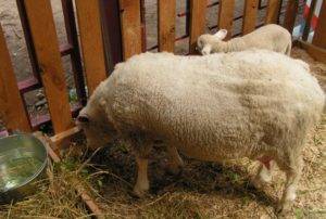 Описание овец породы суффольк