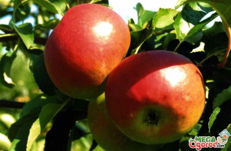 Веньяминовское - новый сорт яблок