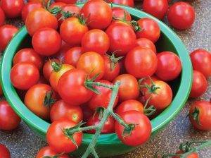 «мясистый красавец» — нарядный томат с высокой урожайностью