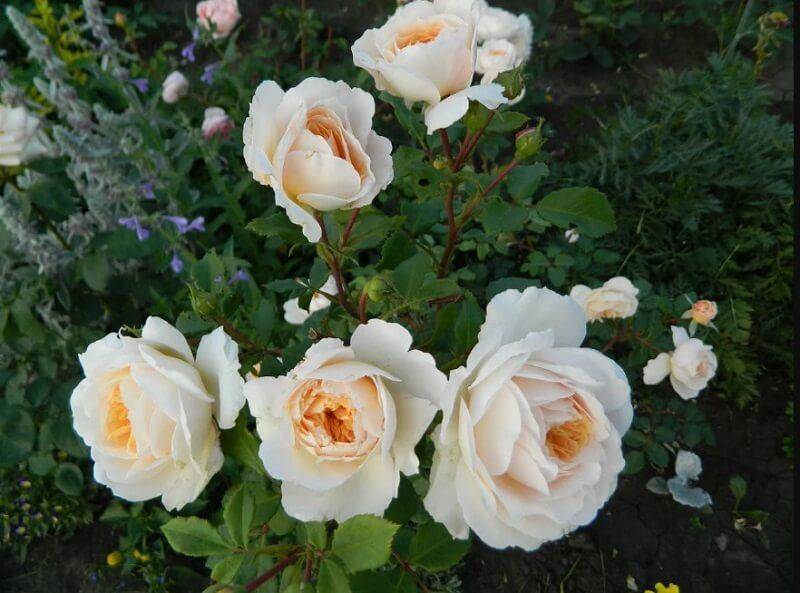 Роза клэр остин: выращивание и уход
