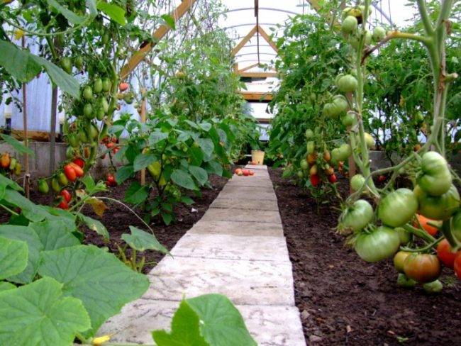 Как вырастить хороший урожай помидор в теплице
