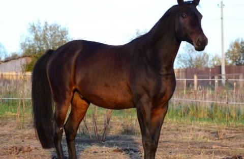 Кабардинская (горская) лошадь — история, описание породы, фото