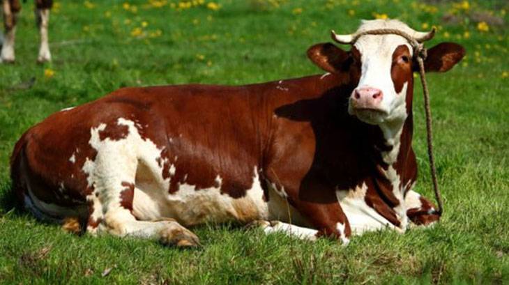 Характеристики монбельярдской породы коров с фотографиям