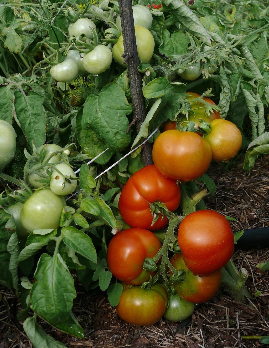 Описание сорта томат Сливовка и его характеристики