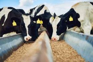 Стимуляторы роста для крупнорогатого скота: самые эффективные средства, правила применения, безопасность препаратов