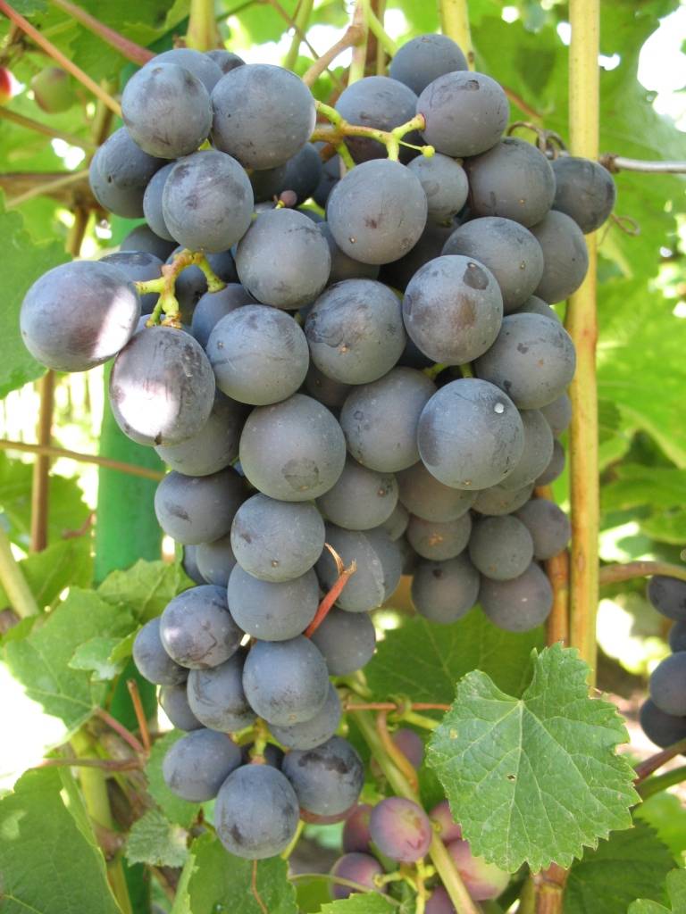 Виноград лора: характеристика, правила разведения