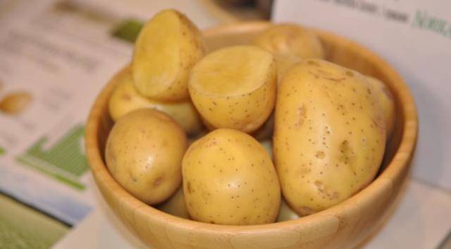 Описание сорта картофеля аврора