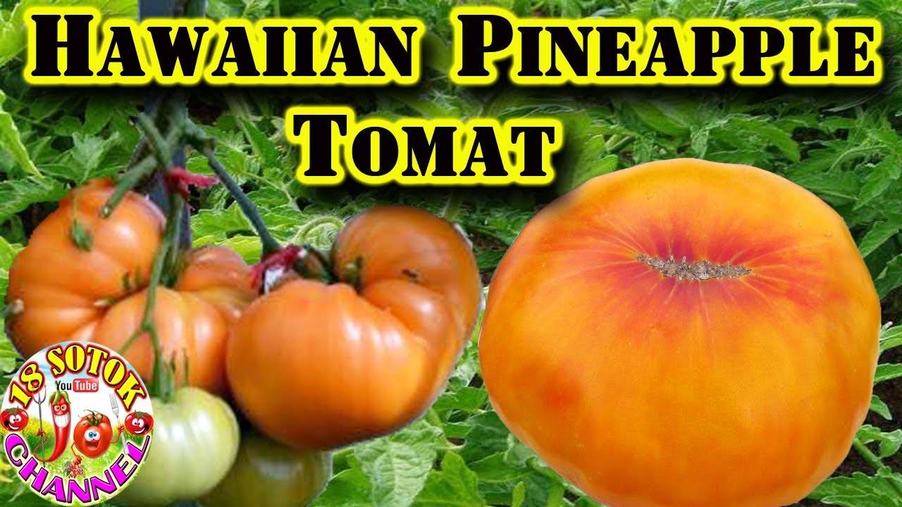 Описание сорта томата черный ананас и правила выращивания