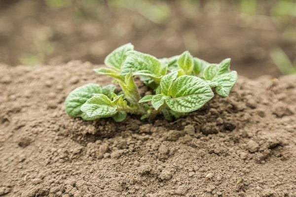 Правильное проращивание картофеля перед посадкой: сроки и способы проведения процедуры