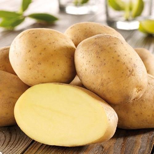 Сорт картофеля импала. описание, характеристика, фото