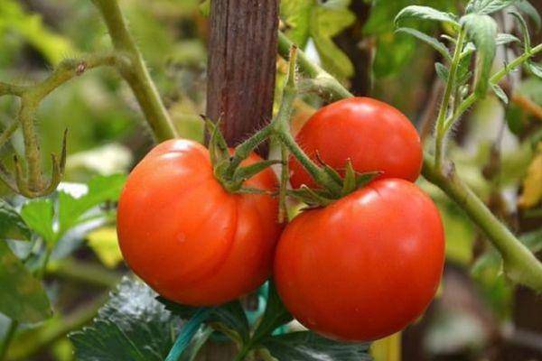 28 лучших сортов помидоров для открытого грунта