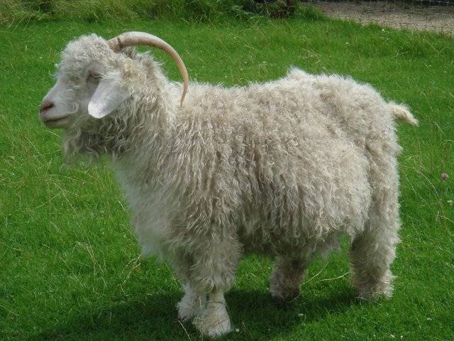 Описание и родина коз ангорской породы, особенности шерсти и содержание