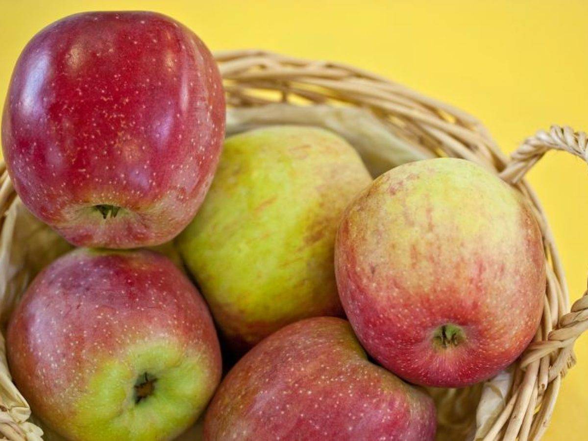 Яблоня макинтош — описание сорта, фото, отзывы