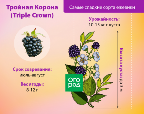 Сорта ежевики — 120 фото основных и самых уникальных сортов ежевики. видео обзор особенностей разных сортов
