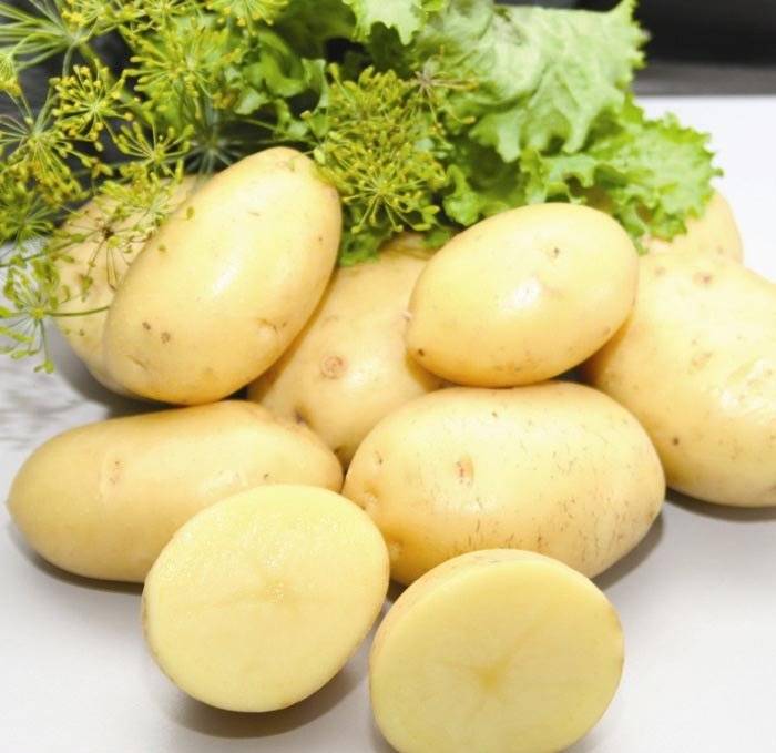 Выращиваем картофель «манифест» : описание сорта, характеристика, фото