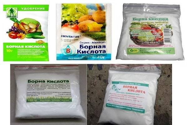 Как и чем подкармливать чеснок