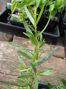 Полезные свойства тархун-травы: как готовить, применять в медицине и кулинарии