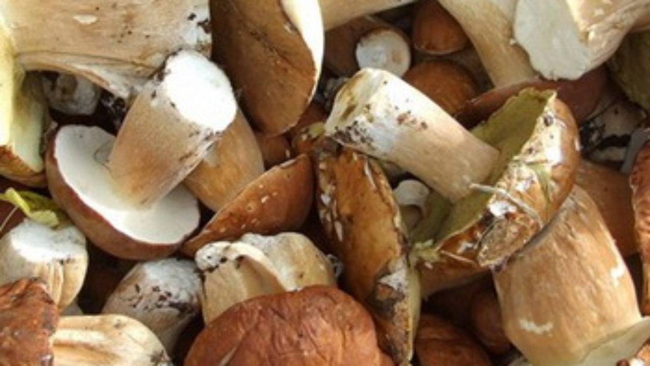 Как правильно солить грибы белянки холодным и горячим способом