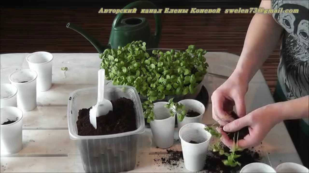 Как вырастить базилик в домашних условиях: советы начинающим садоводам