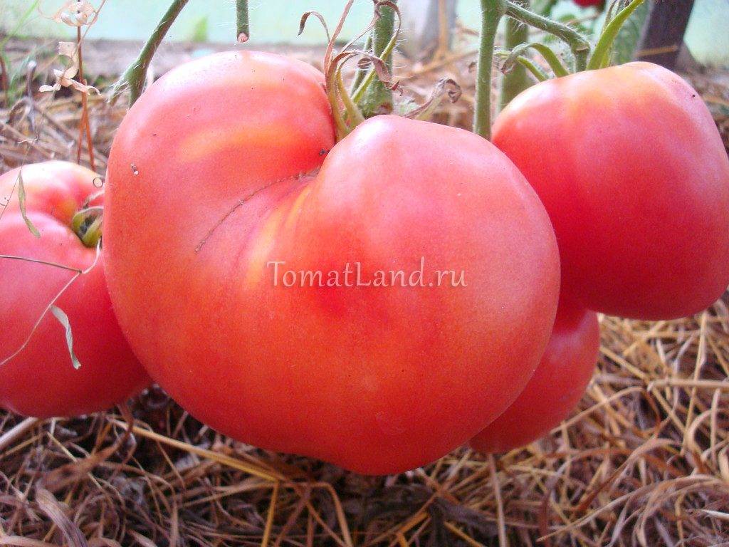 Характеристика и описание сорта томата Батяня, его урожайность