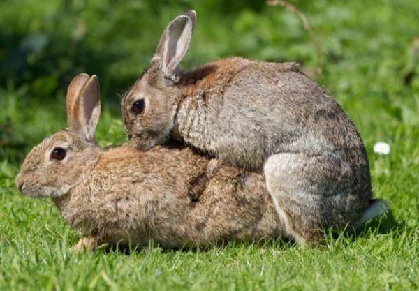 Спаривание кроликов: правила в домашних условиях для начинающих
