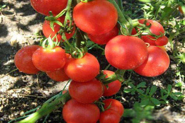 Старый знакомый «новичок» — характеристики и описание универсального сорта томата
