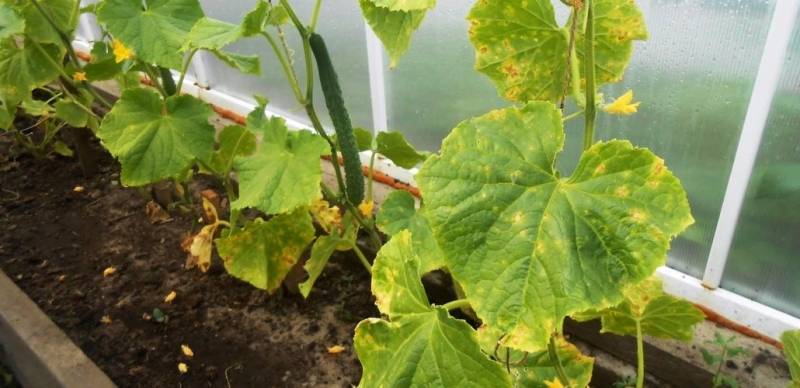 Выращивание тыквы. рассада тыквы - уход, болезни и вредители