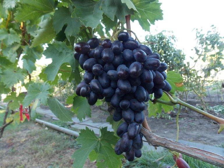 Описание винограда сорта «дружба»: характеристика, фото и отзывы